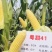 粤甜41黄甜水果玉米种子薄皮脆甜国审黄甜玉米种原装发货