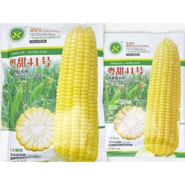 粤甜41黄甜水果玉米种子薄皮脆甜国审黄甜玉米种原装发货