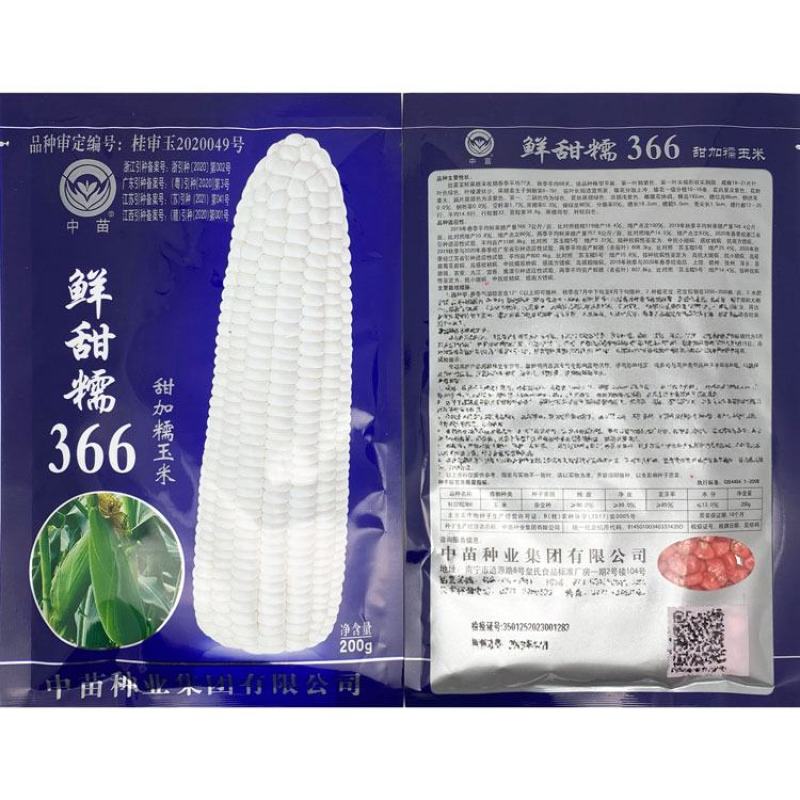 中苗鲜甜糯366白甜糯玉米种子绿皮大棒甜加糯粘糯玉米种
