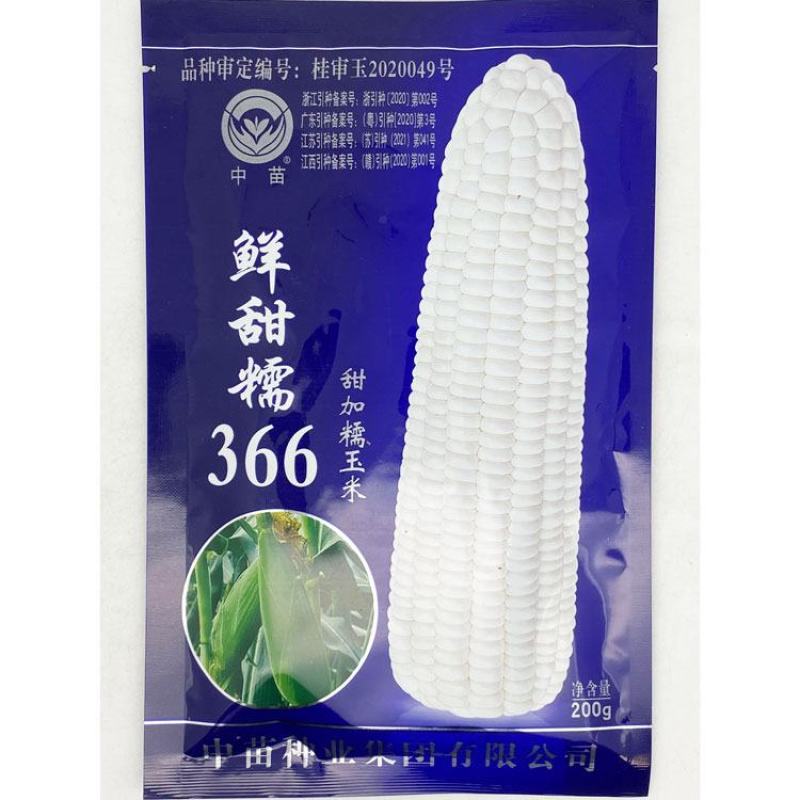 中苗鲜甜糯366白甜糯玉米种子绿皮大棒甜加糯粘糯玉米种