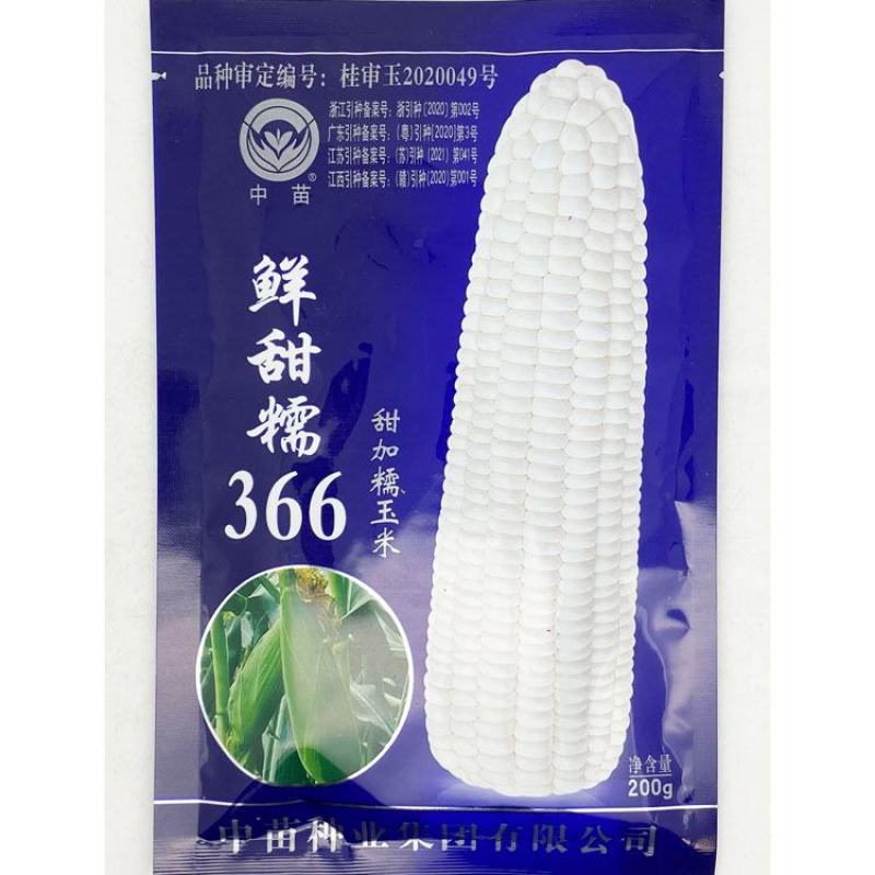 中苗鲜甜糯366白甜糯玉米种子绿皮大棒甜加糯粘糯玉米种