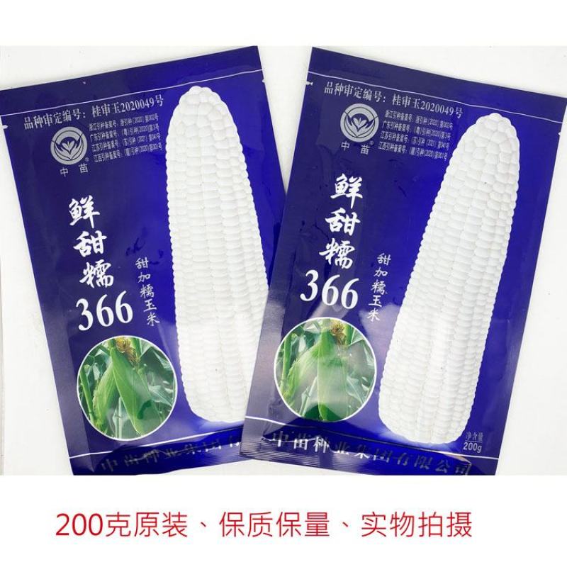 中苗鲜甜糯366白甜糯玉米种子绿皮大棒甜加糯粘糯玉米种