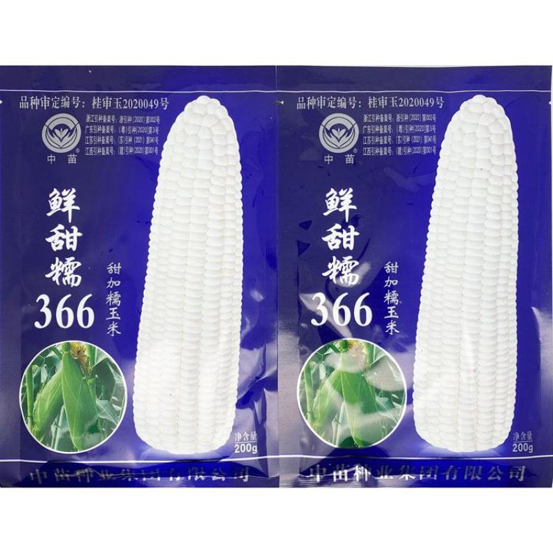 中苗鲜甜糯366白甜糯玉米种子绿皮大棒甜加糯粘糯玉米种