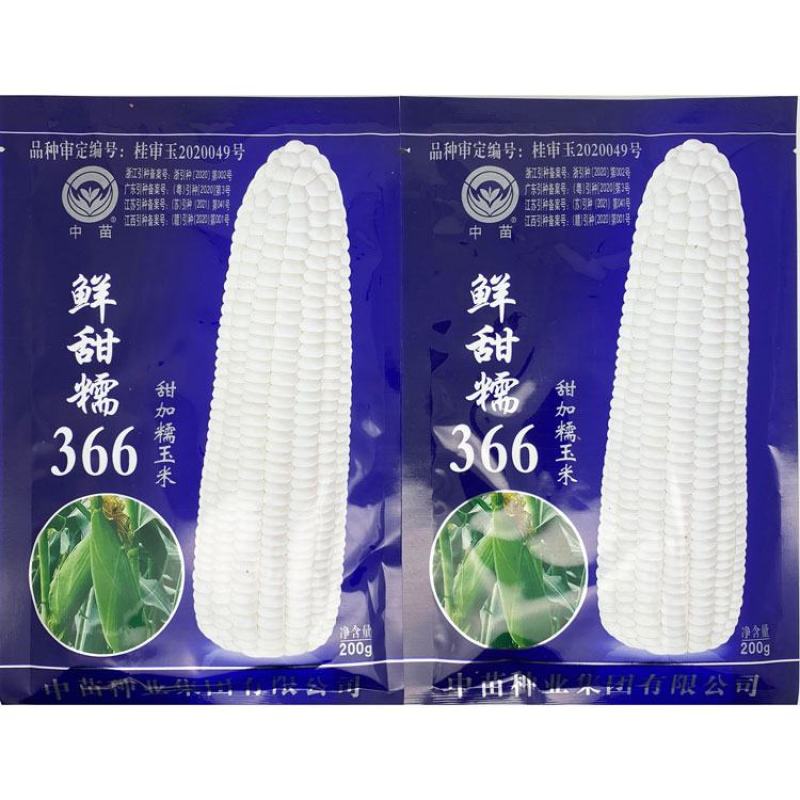中苗鲜甜糯366白甜糯玉米种子绿皮大棒甜加糯粘糯玉米种