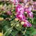 蝴蝶兰，品种多花色全，基地直发，盆花批发
