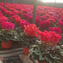 仙客来品种多色彩搭配青州市花盆栽观赏花台