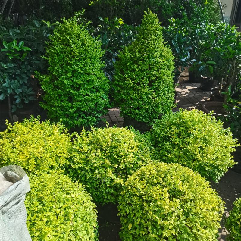 庭院绿篱植物造型树小叶黄杨树苗瓜子黄杨球盆景冬青树苗球形