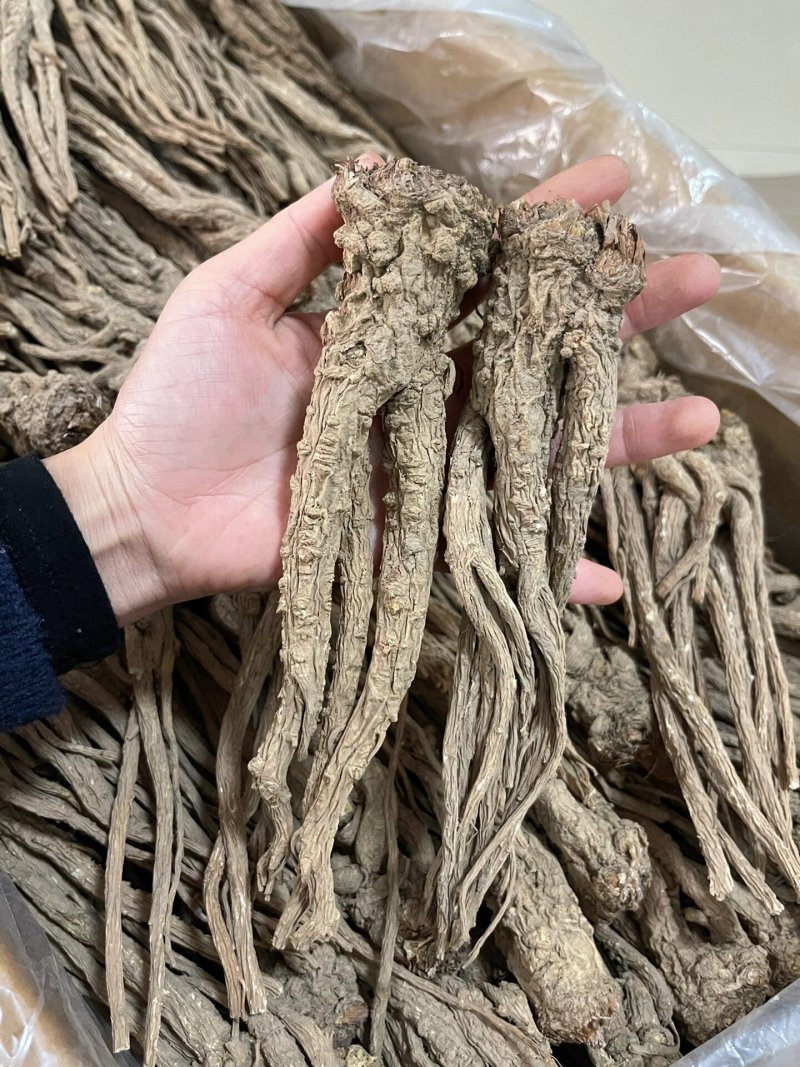 正宗甘肃无硫当归头原皮当归头当归片当归粉包邮