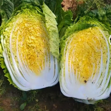 【精品现货】湖北黄心白菜一手货源规格齐全量大价优