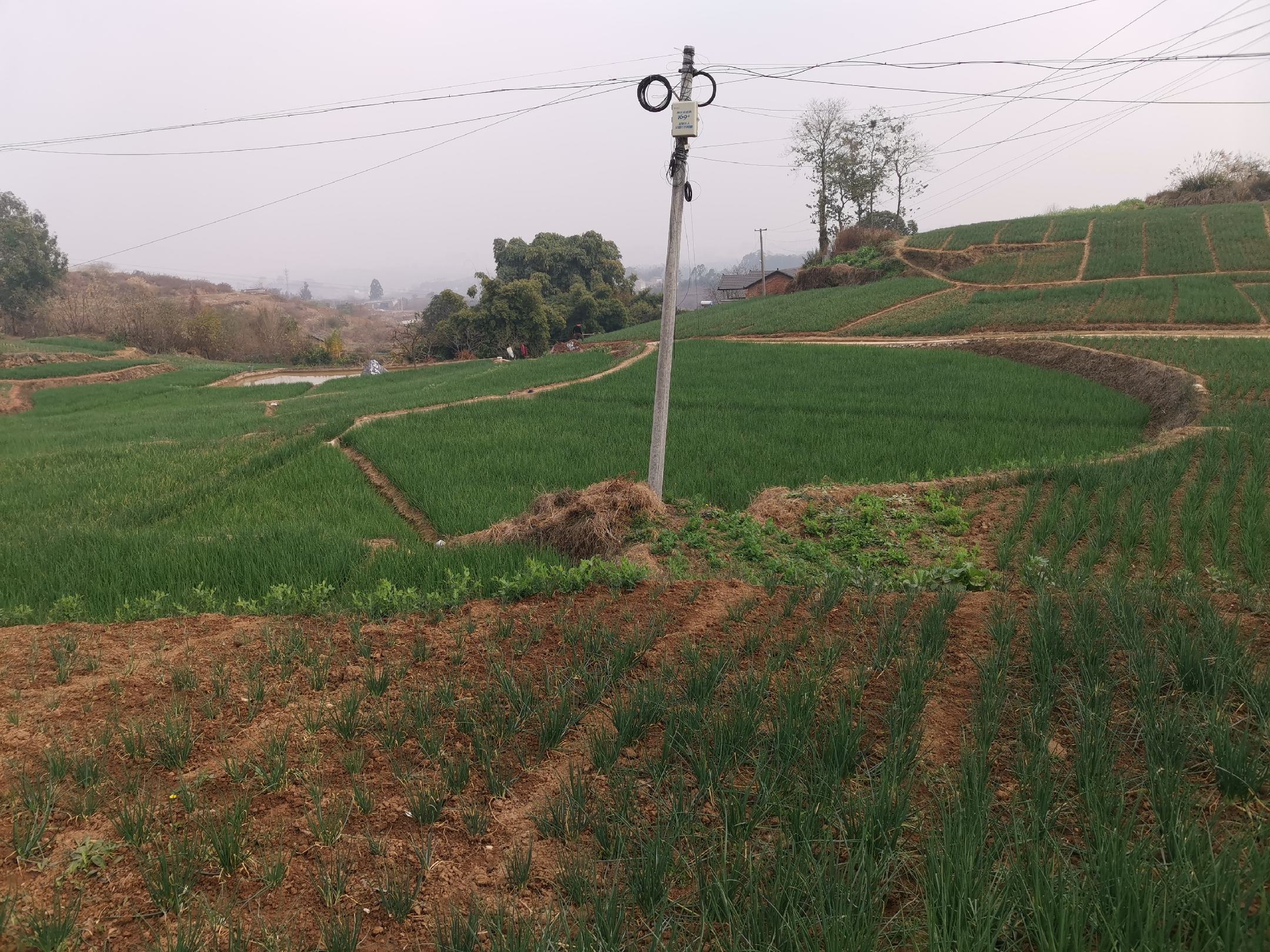 四川省西昌市安宁河谷地区的红皮洋葱标准化种植基地,展示整齐划一的地膜覆盖垄作模式,农民正在手工拔葱并进行田间分级,背景可见现代化滴灌系统与遮阳网棚,体现高原特色农业技术水平 西昌市标准化洋葱种植基地及采收现场