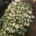四川松花菜，散花菜，白花菜，菜花视频看货一手货源