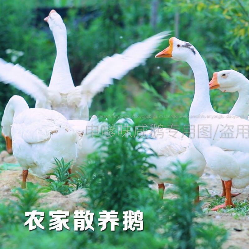 【咸鹅】溧阳咸鹅周城天目湖咸鹅咸货农家腌制咸肉咸鸡腊味肉