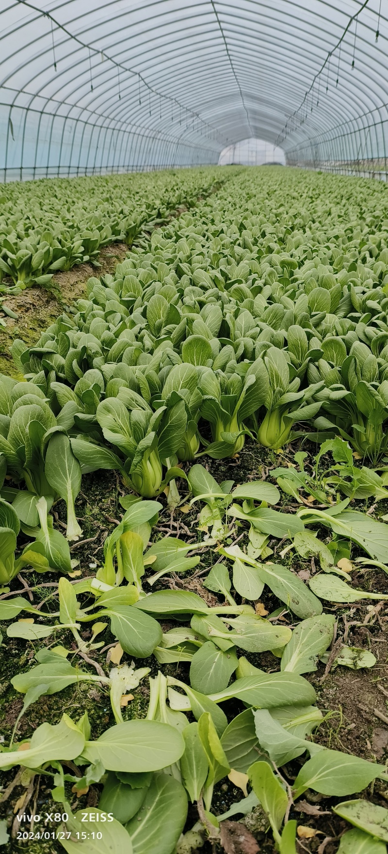 大量供应电商，超市，食堂量大者优先