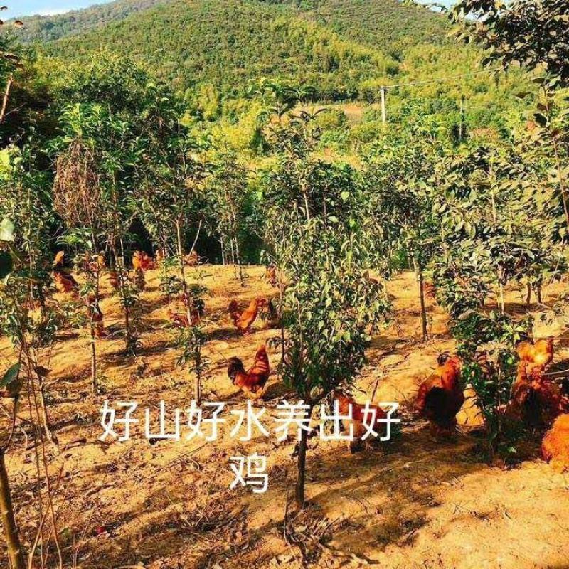 【咸鸡】农家散养咸鸡溧阳土特产咸鸡腊鸡风干鸡土鸡整只