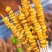 【玉米串】甜糯玉米粒小串100串铁板烧烤食材新鲜水果玉米