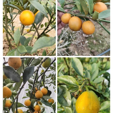 脆蜜金桔