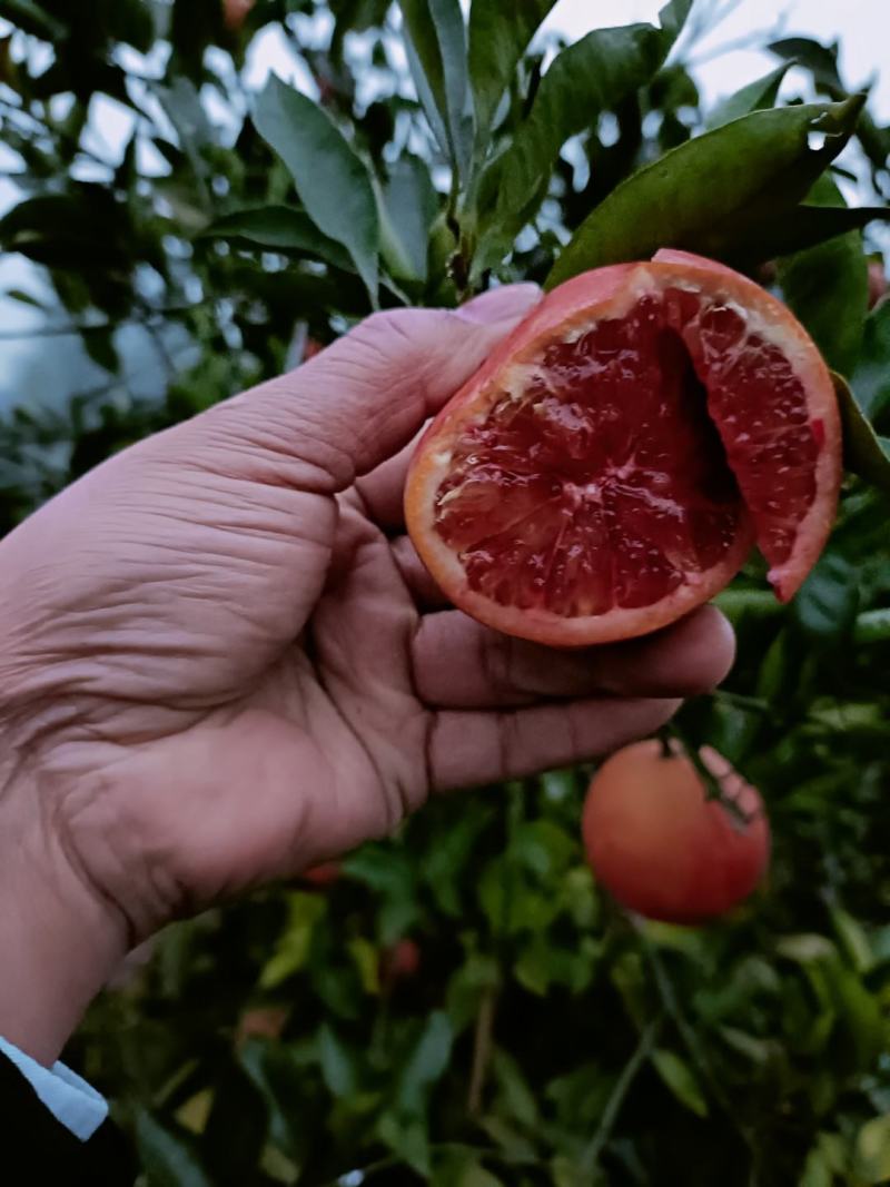 塔罗科血橙