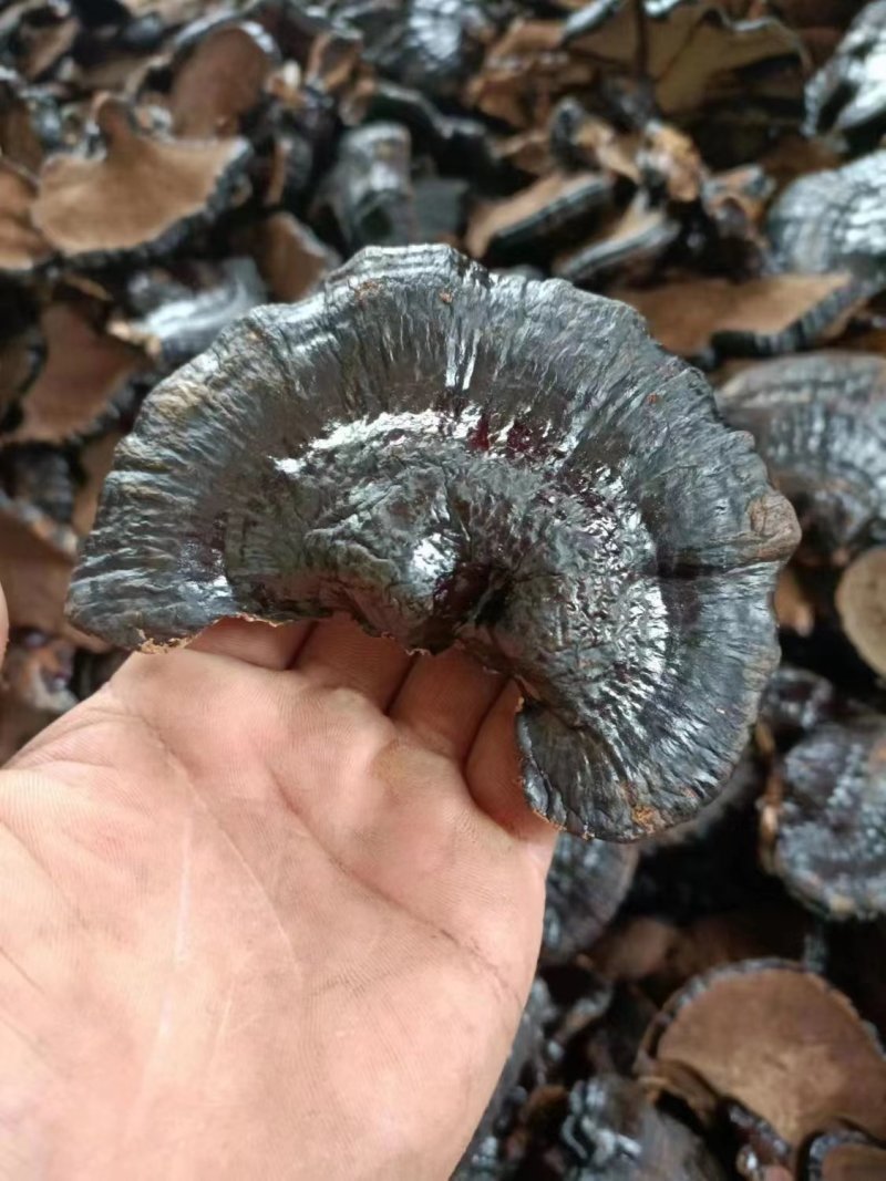 黑灵芝山东灵芝产地发货种植户自产自销货好价低黑灵芝