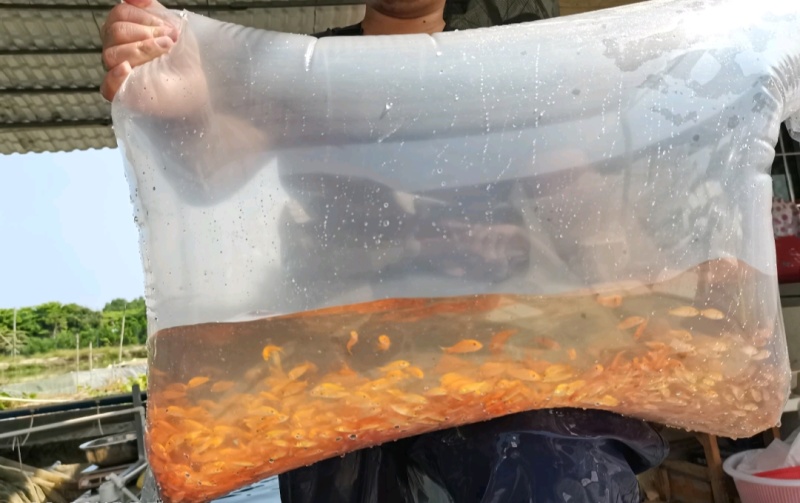 红鲤鱼苗星洲红鲤鱼苗红色鲤鱼苗批发放生鱼苗专用品种