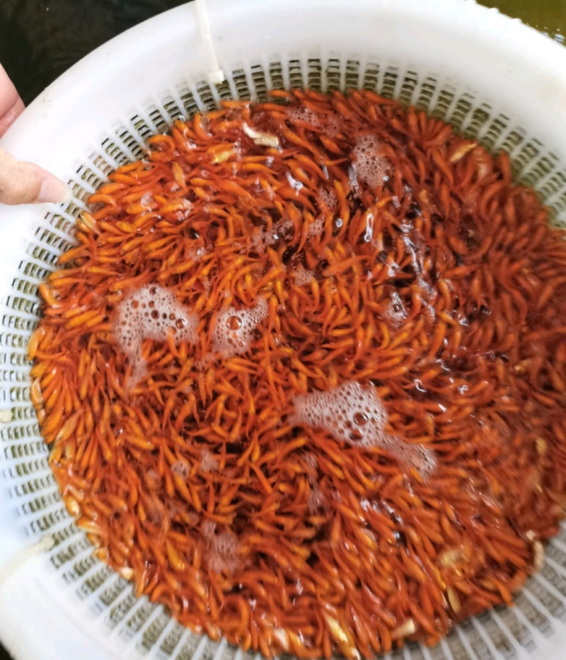 红鲤鱼苗星洲红鲤鱼苗红色鲤鱼苗批发放生鱼苗专用品种