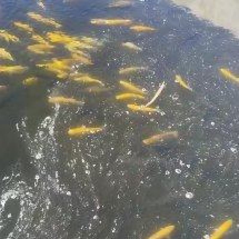 冷水鱼养殖