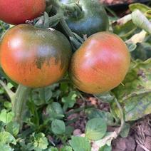 草莓番茄、精品果，单果重60-130克。