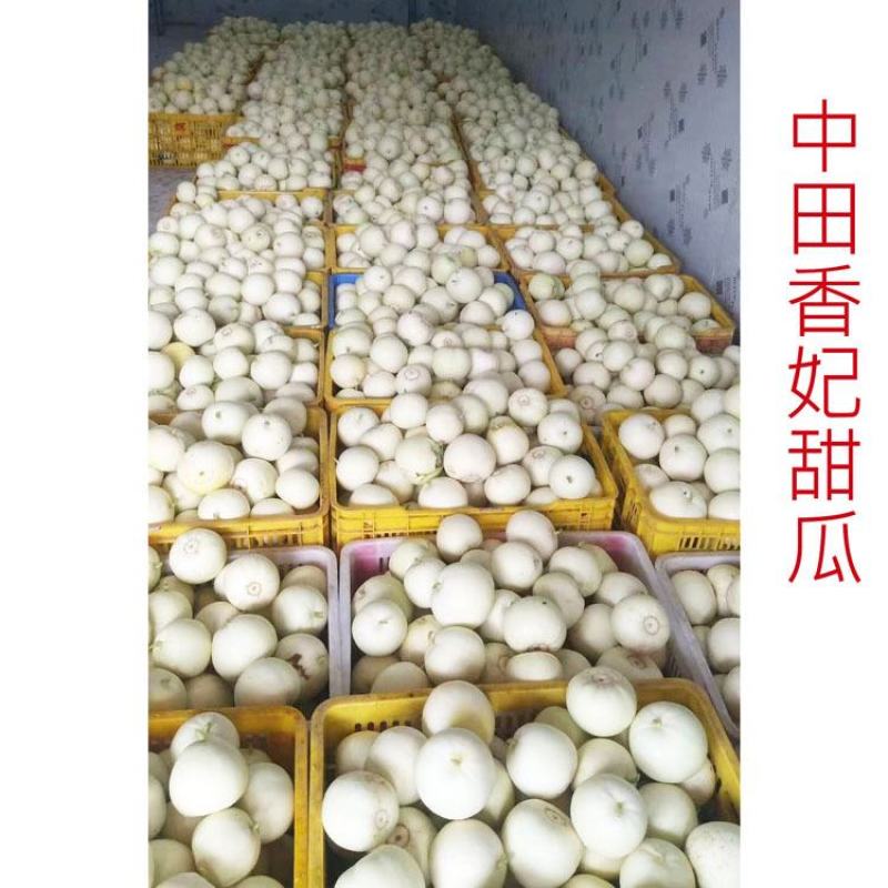中甜香妃甜瓜种子早熟薄皮甜度高脆甜香瓜种子5克原装