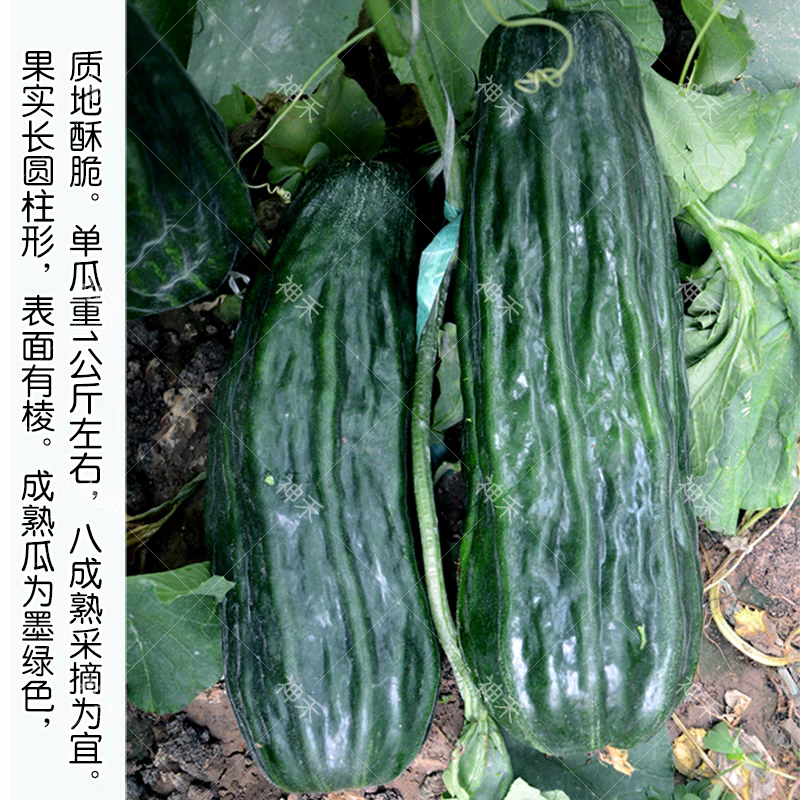 卡其黑皮酥酥瓜种子味香脆皮薄肉厚酥脆甜瓜种子表面有棱