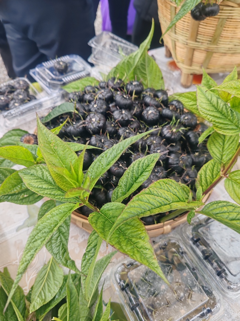 云南高原生态红果参