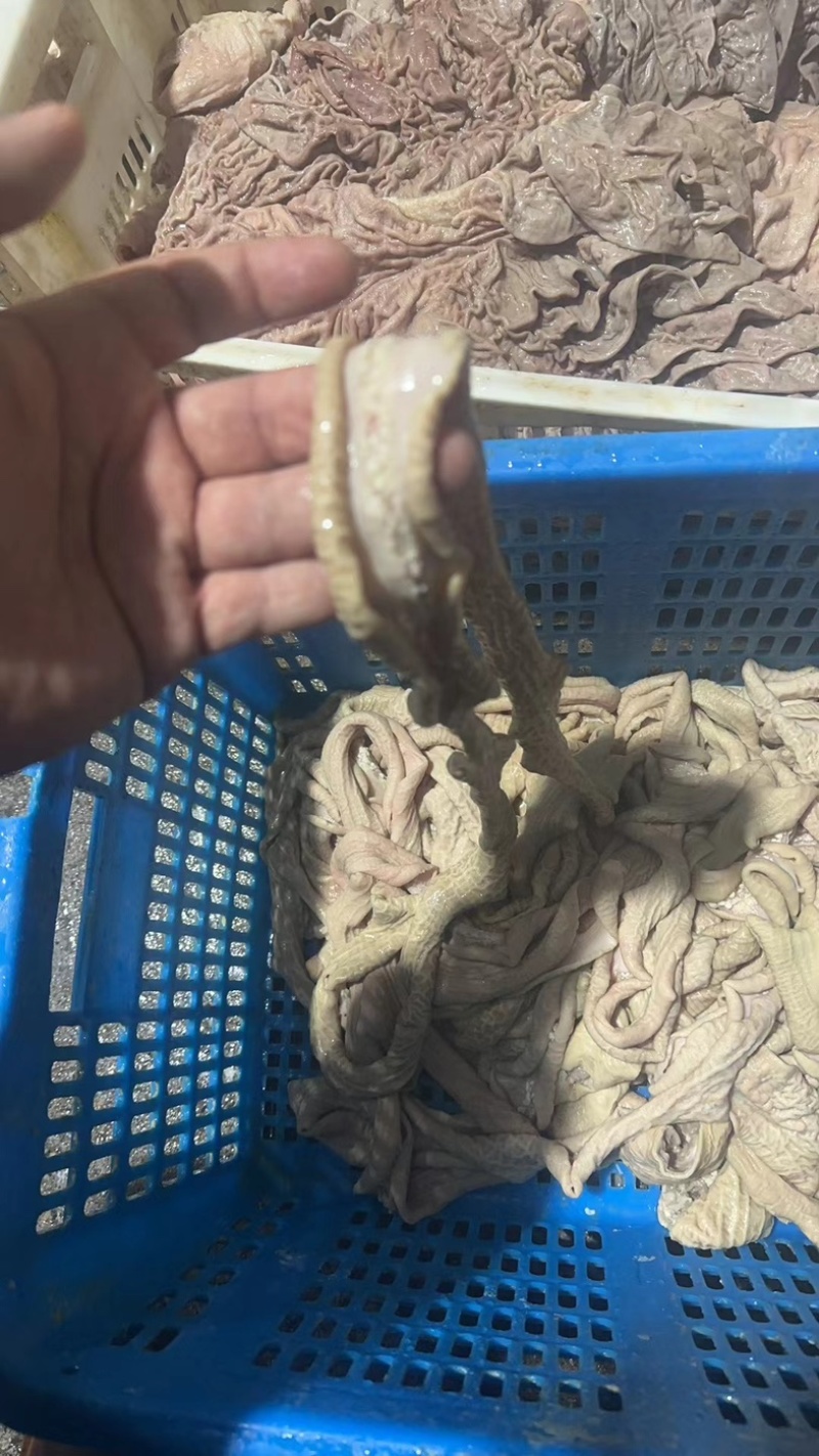 牛小肠