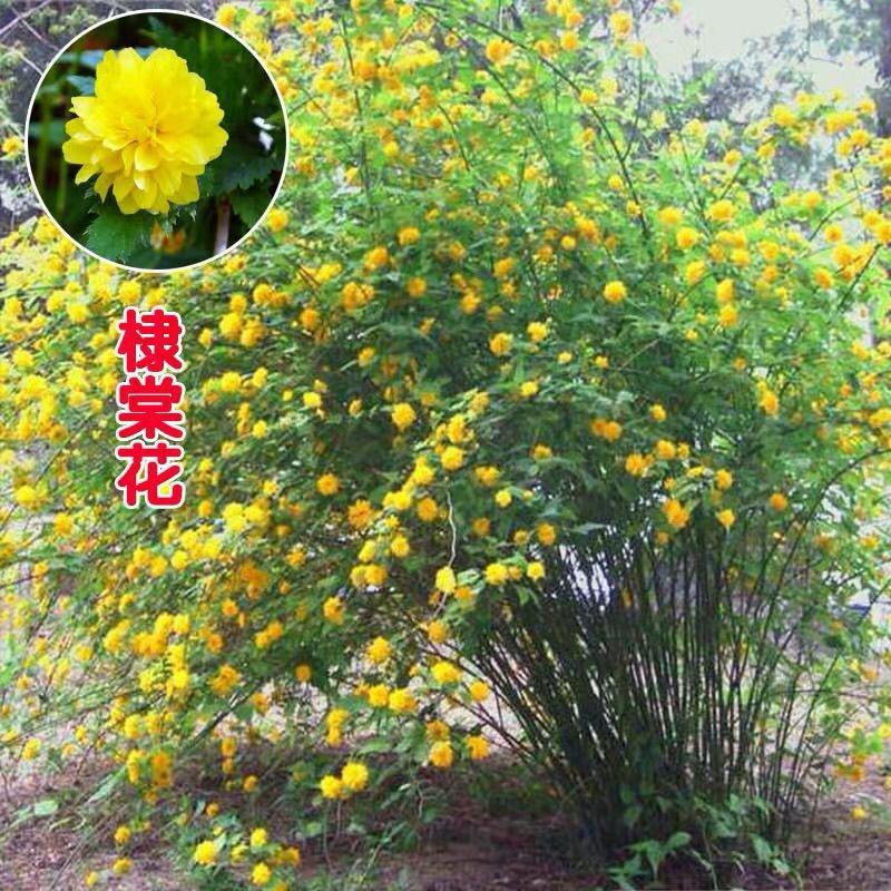 爬藤攀缘植物棣棠苗美丽的重瓣棣棠花苗-耐寒冬可盆栽地栽