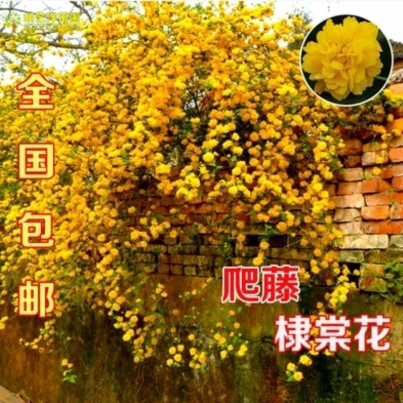 爬藤攀缘植物棣棠苗美丽的重瓣棣棠花苗-耐寒冬可盆栽地栽