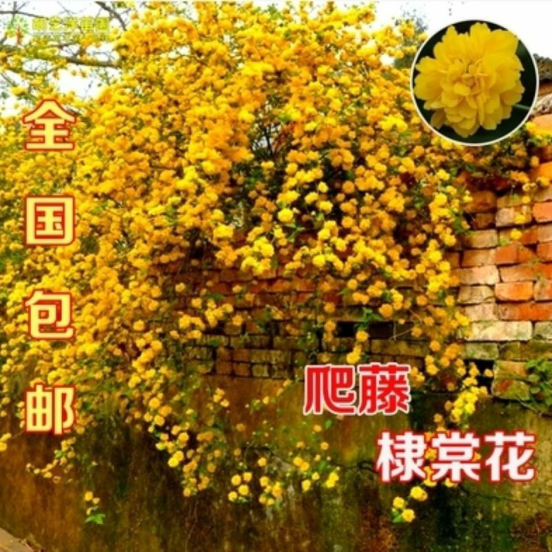 爬藤攀缘植物棣棠苗美丽的重瓣棣棠花苗-耐寒冬可盆栽地栽