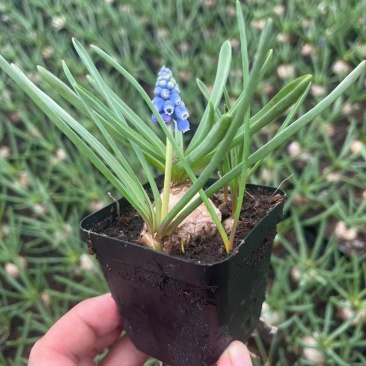 风信子，葡萄风信子婚礼捧花，庭院别墅种植颜色鲜艳清楚异味