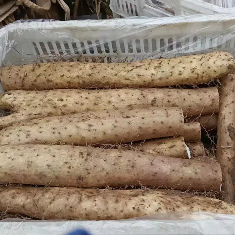 山东新鲜白玉面山药大量现货供应中（产地发货）