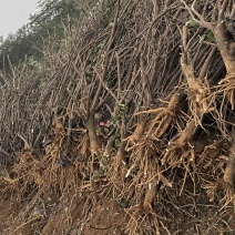 出售大量水红地苗