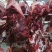 牛肉黄牛肉精修无油，纯干无水，货源充足，量大从优
