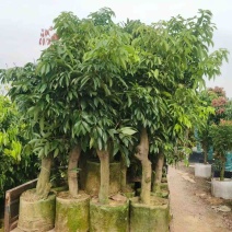 桂味荔枝