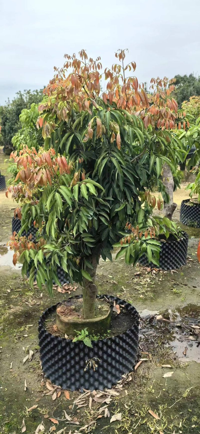 桂味荔枝