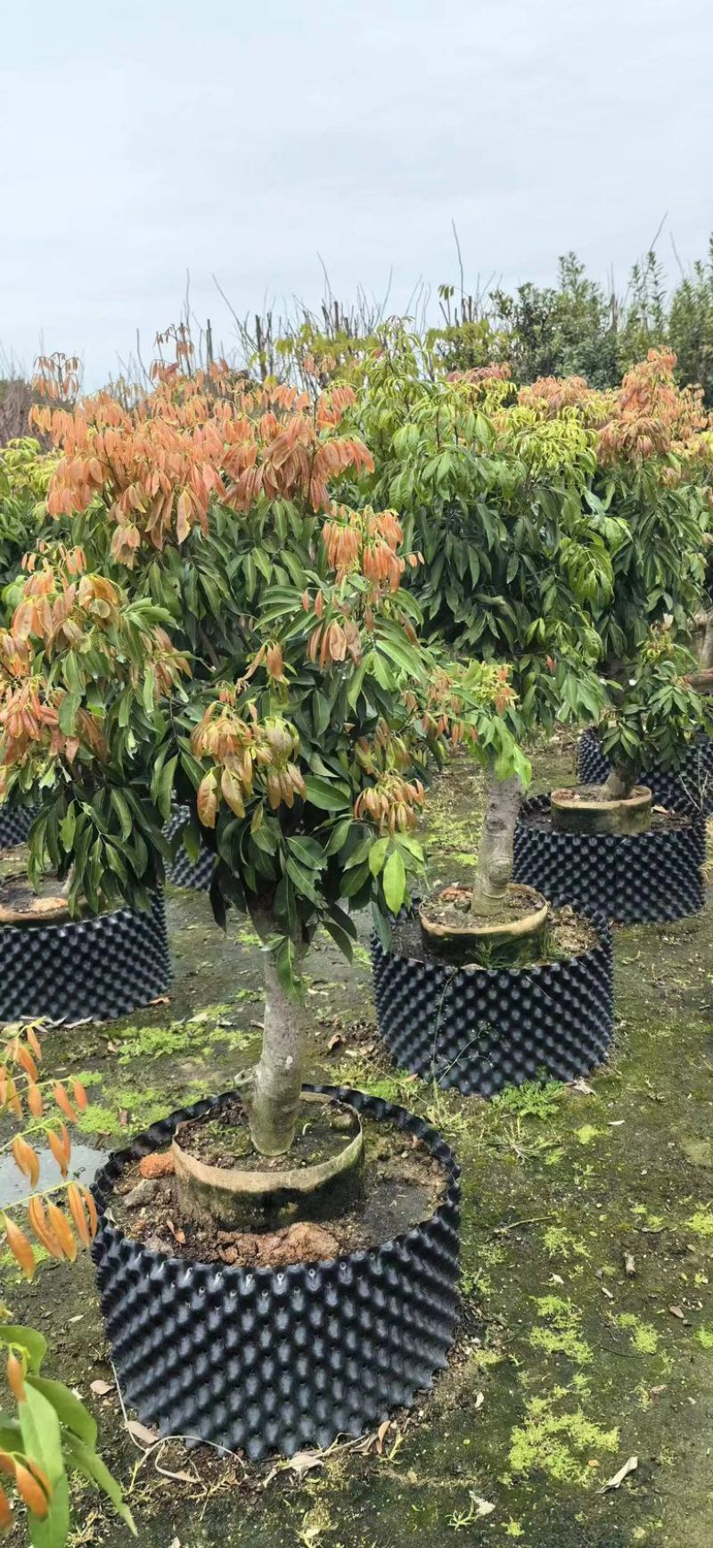 桂味荔枝
