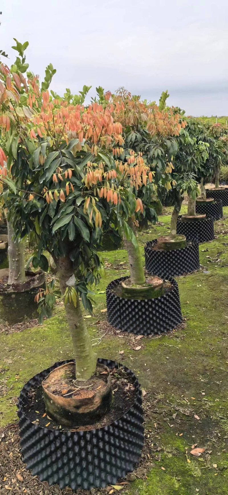 桂味荔枝