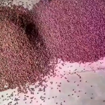 陕西渭南花椒面货量充足量大充足场地直发欢迎客商咨询