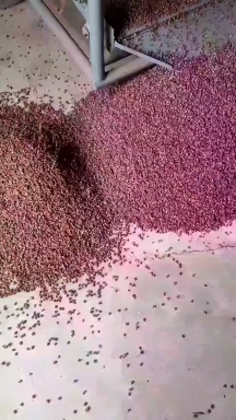 陕西渭南花椒面货量充足量大充足场地直发欢迎客商咨询