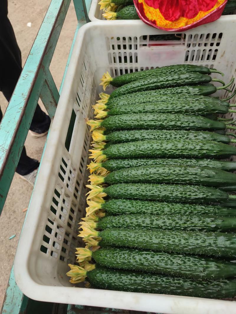 密刺黄瓜莘县精品黄瓜干花鲜花带刺承接商超社团代发市场