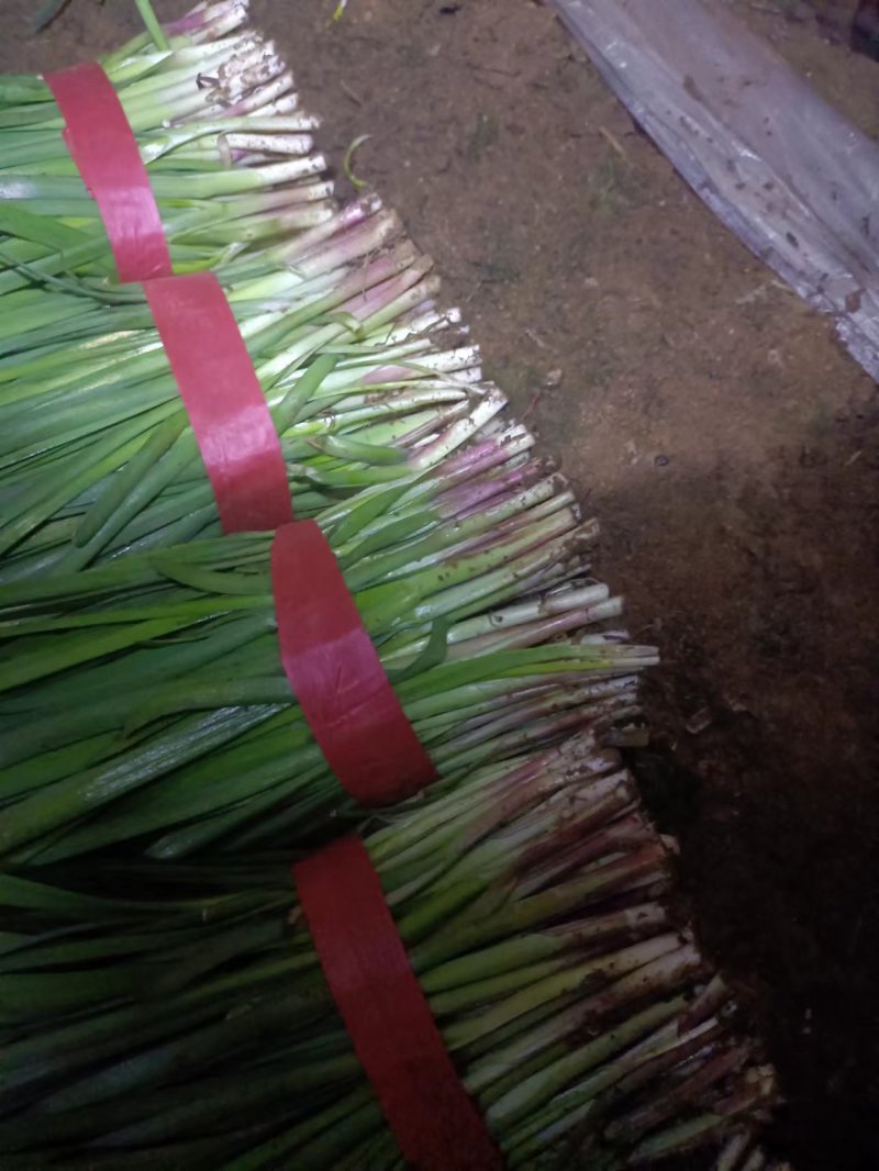 山东韭菜莱州紫根红韭菜陆续上市！保质保量代发全国