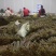 预售2025年贵州野生蕨菜，龙爪菜，供应国各地商超！