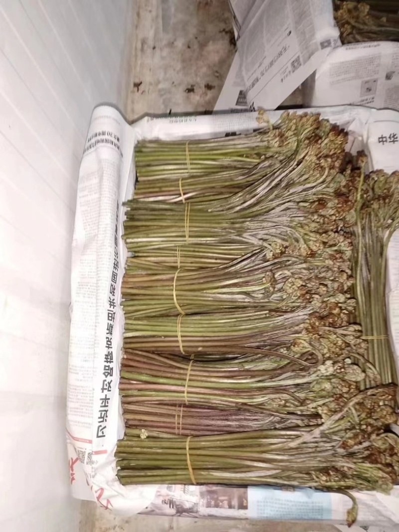 预售2025年贵州野生蕨菜，龙爪菜，供应国各地商超！