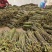 预售2025年贵州野生蕨菜，龙爪菜，供应国各地商超！