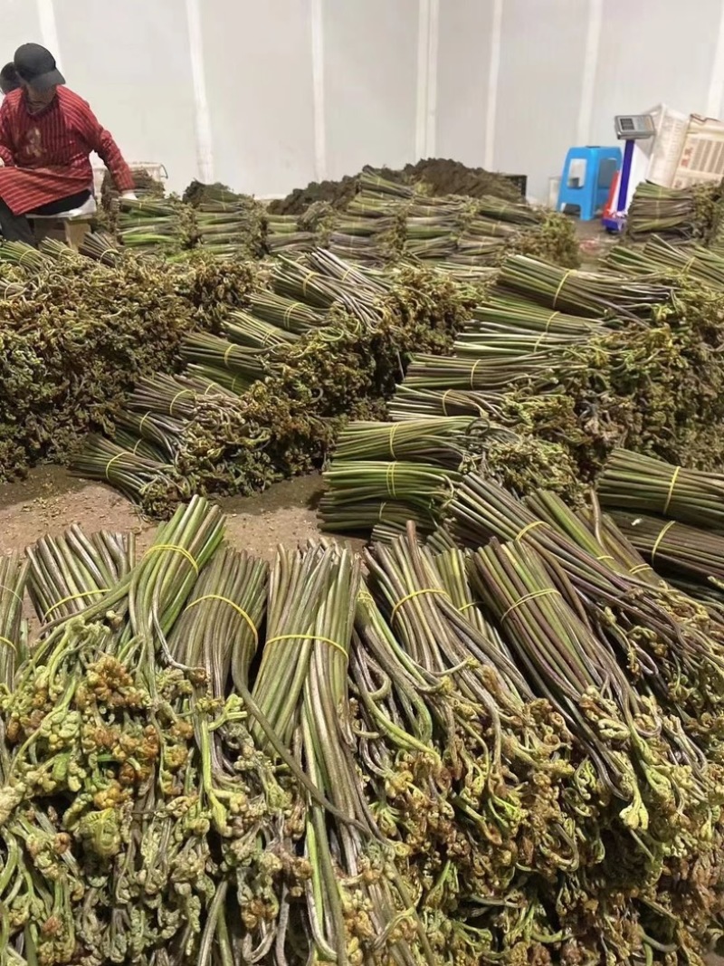 预售2025年贵州野生蕨菜，龙爪菜，供应国各地商超！