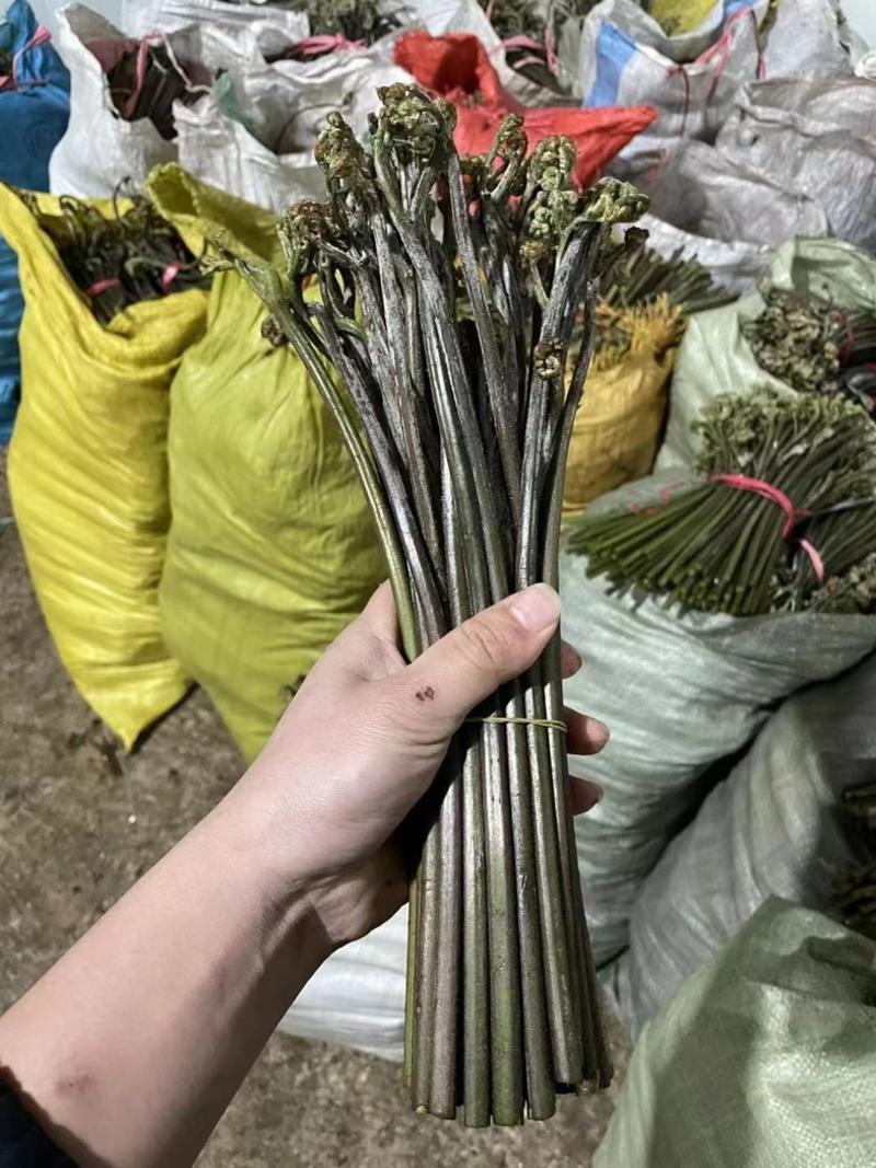 贵州野生蕨菜，龙爪菜，2024年供应国各地商超！
